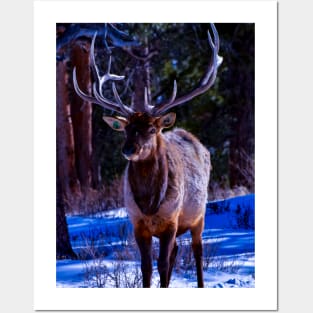 Elk Cutie - Rocky Mountain National Park Posters and Art